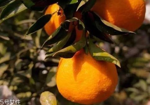 丑柑多少钱一斤 丑柑的挑选方法 丑柑多少钱一斤 丑柑的挑选方法