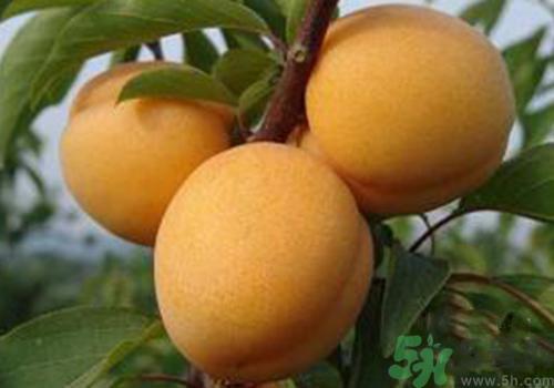 吃杏子胃胀胃痛是怎么回事?吃杏子胃胀胃痛怎么办? 吃杏子胃胀胃痛是怎么回事?吃杏子胃胀胃痛怎么办?