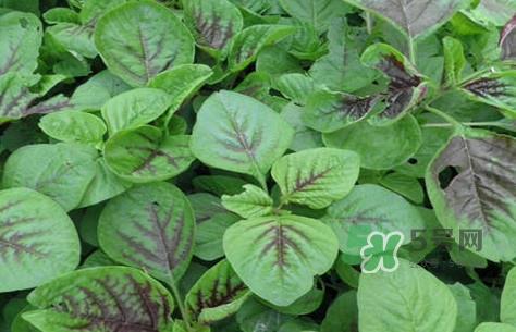 炒野苋菜要焯水吗?野苋菜和山药能在一起吃吗 炒野苋菜要焯水吗?野苋菜和山药能在一起吃吗