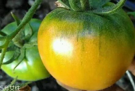 草莓柿子青的可以吃吗 草莓柿子吃法 草莓柿子青的可以吃吗 草莓柿子吃法