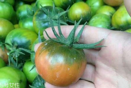 草莓柿子青的可以吃吗 草莓柿子吃法 草莓柿子青的可以吃吗 草莓柿子吃法