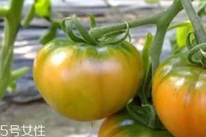 草莓柿子青的可以吃吗 草莓柿子吃法 草莓柿子青的可以吃吗 草莓柿子吃法