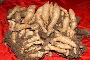 天麻发霉了还能吃吗 建议不要食用 天麻发霉了还能吃吗 建议不要食用