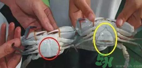 三门青蟹什么时候最肥?青蟹什么季节吃? 三门青蟹什么时候最肥?青蟹什么季节吃?