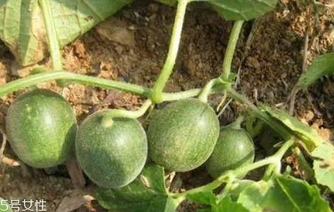 马泡瓜的功效与作用有哪些?马泡瓜能抗肿瘤 马泡瓜的功效与作用有哪些?马泡瓜能抗肿瘤