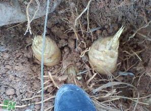 竹笋什么时候挖?竹笋几月挖? 竹笋什么时候挖?竹笋几月挖?