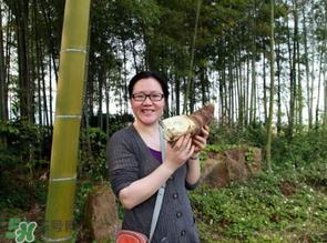 竹笋什么时候挖?竹笋几月挖? 竹笋什么时候挖?竹笋几月挖?