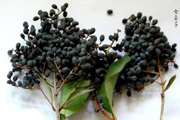 女贞子的吃法 女贞子怎么吃? 女贞子的吃法 女贞子怎么吃?