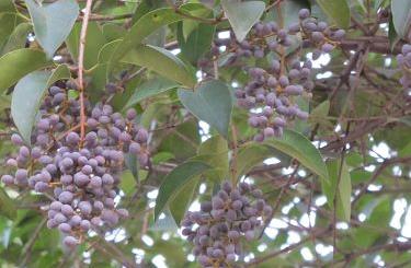 女贞子的吃法 女贞子怎么吃? 女贞子的吃法 女贞子怎么吃?