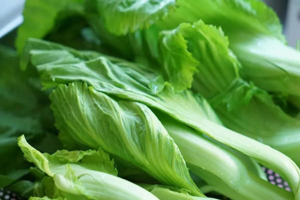 芥菜可以做芥末吗 芥菜和芥末的关系 芥菜可以做芥末吗 芥菜和芥末的关系