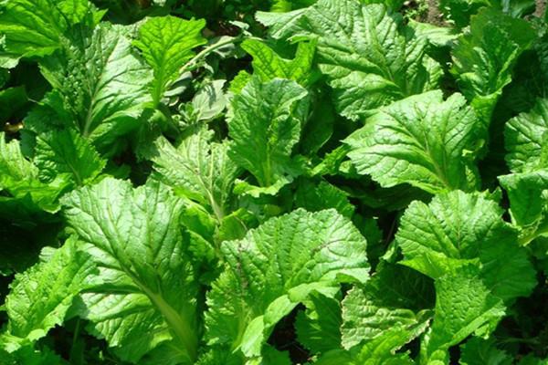 芥菜可以做芥末吗 芥菜和芥末的关系 芥菜可以做芥末吗 芥菜和芥末的关系