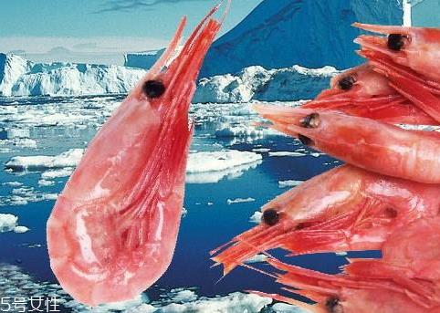 北极虾怎么保存 北极虾的解冻方法