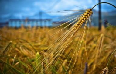 青稞是凉性吗?青稞是热性吗? 青稞是凉性吗?青稞是热性吗?