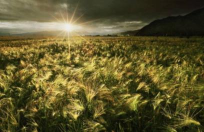 青稞是凉性吗?青稞是热性吗? 青稞是凉性吗?青稞是热性吗?