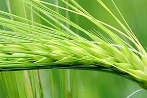 青稞是凉性吗?青稞是热性吗? 青稞是凉性吗?青稞是热性吗?