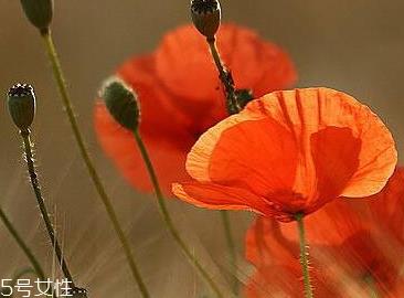 罂粟和曼陀罗是一样的吗 罂粟和曼陀罗是一样的吗