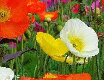 罂粟和曼陀罗是一样的吗 罂粟和曼陀罗是一样的吗