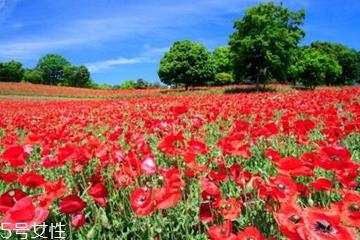 罂粟和曼陀罗是一样的吗 罂粟和曼陀罗是一样的吗