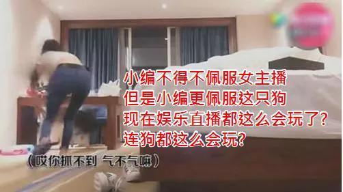 女子直播时被一只狗狗叼走内衣, 上演一场人狗大战