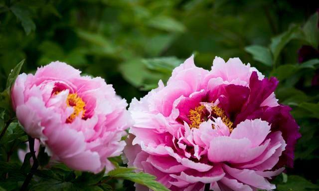 你知道你和星星有什么区别吗5星星在天上，你在我心里