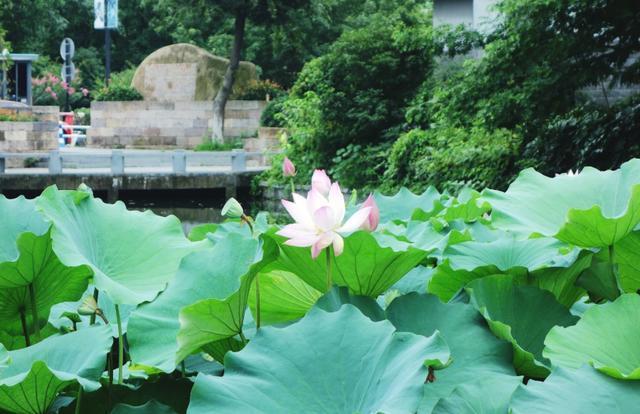 杭州一处网红景点，以前脏乱差，如今环境优美而独特，你来吗？