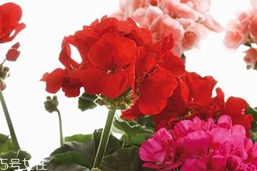 天竺葵油对皮肤的作用 天竺葵油能祛疤吗 天竺葵油对皮肤的作用 天竺葵油能祛疤吗