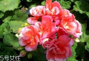 天竺葵油对皮肤的作用 天竺葵油能祛疤吗 天竺葵油对皮肤的作用 天竺葵油能祛疤吗