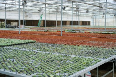 ​多肉怎么爆头