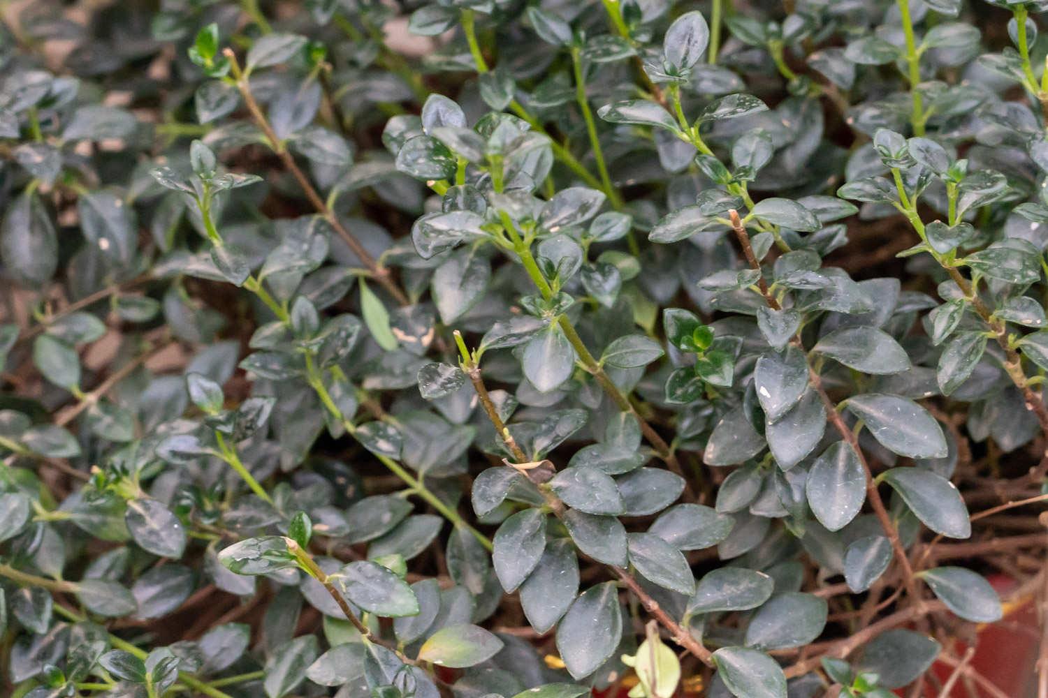 金鱼吊兰 金鱼吊兰