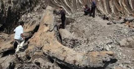 广西江边发现千年阴沉木，收藏家鉴定结果为无价之宝