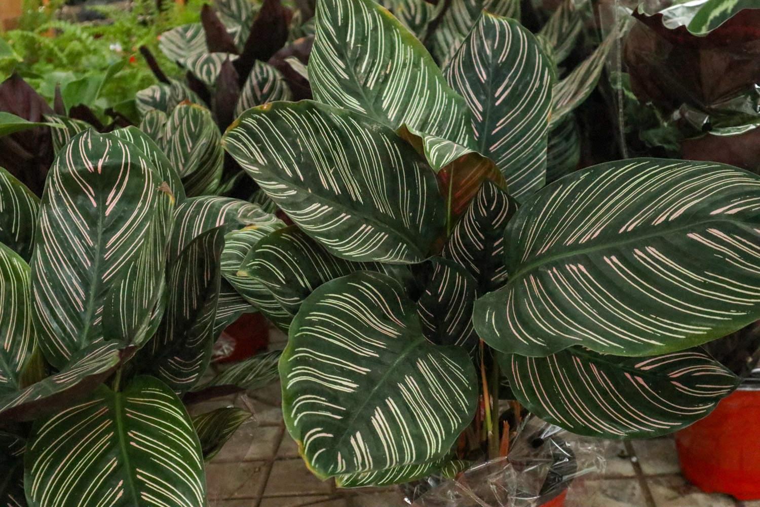 双线竹芋 双线竹芋