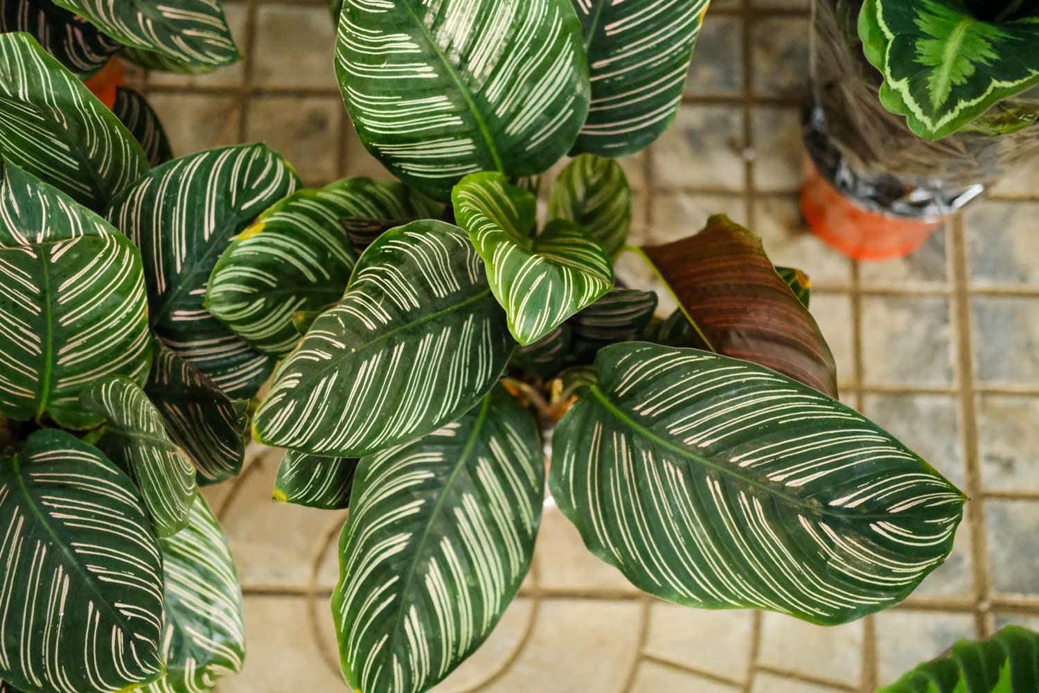 双线竹芋 双线竹芋