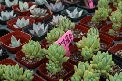 ​多肉上盆，全靠10字口诀，蹭蹭长爆盆！