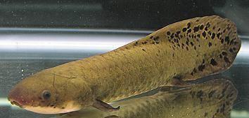 空棘鱼什么来头,为何被认为是最稀有的鱼类?原来它比恐龙还老