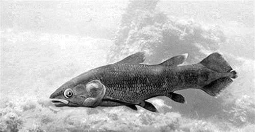 空棘鱼什么来头,为何被认为是最稀有的鱼类?原来它比恐龙还老