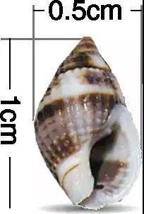 长这样的螺千万别吃,一颗就会致命!