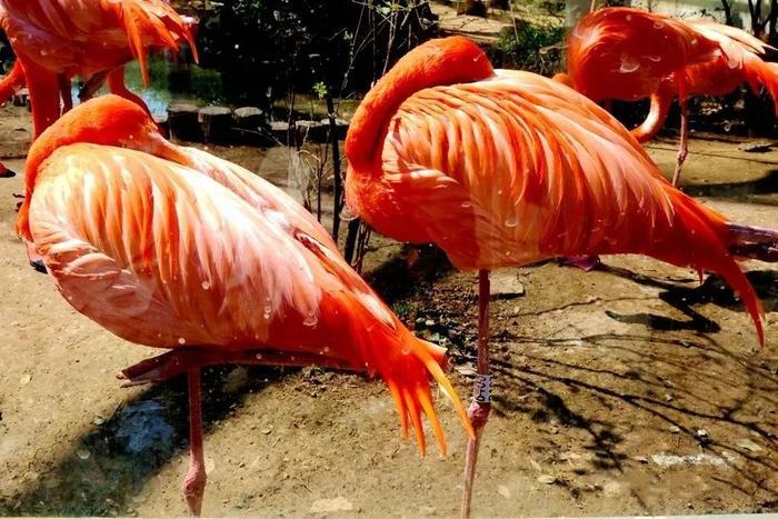 泰山景区门票降价第一天,记者小姐姐带您云“游”泰山~全省还有80家景区降价!一起出发去旅行吧~