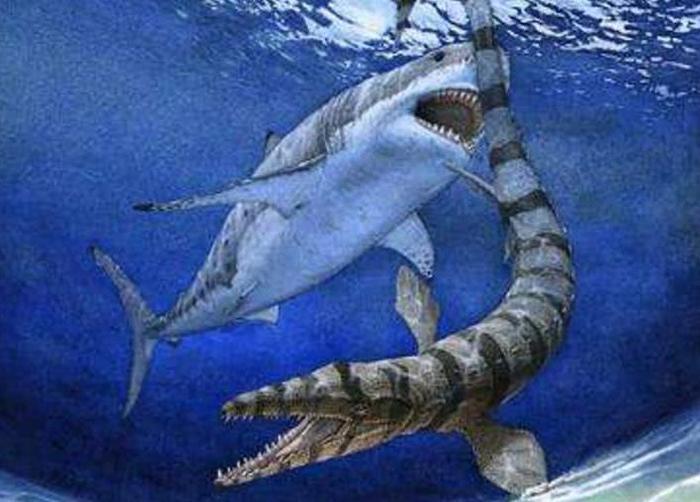 5种远古时期水生动物,第3种性情凶悍,仍有出现