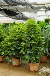 ​这种“鸭掌木”，养花新手也能养，一年能长1米高！