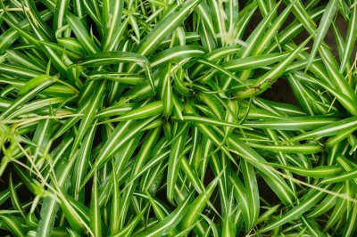 ​别光知道养吊兰！试试这1种“花”，花期长，开花整个院子香喷喷！