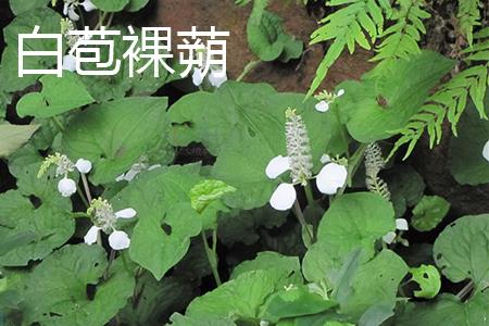 白苞裸蒴叶子 白苞裸蒴叶子