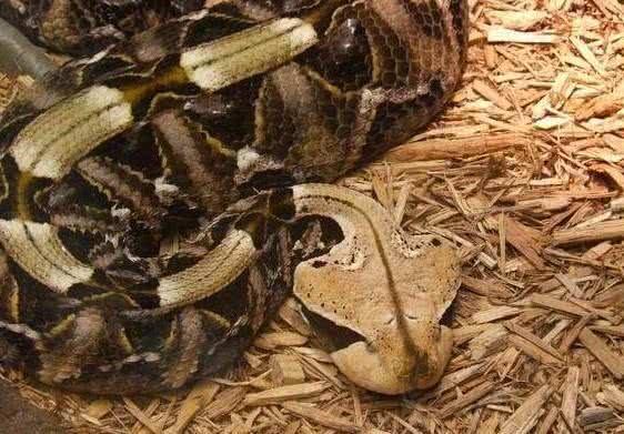 这种剧毒蛇, 头上长角, 堪称蛇中帝王