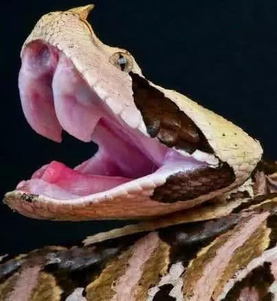 这种剧毒蛇, 头上长角, 堪称蛇中帝王