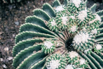 ​如何养仙人球长得好