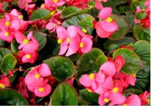 海棠花开花不断,花朵小巧精致,非常好养,被誉为