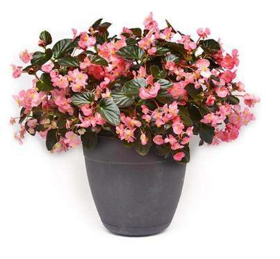 海棠花开花不断,花朵小巧精致,非常好养,被誉为