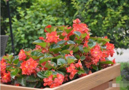 海棠花开花不断,花朵小巧精致,非常好养,被誉为