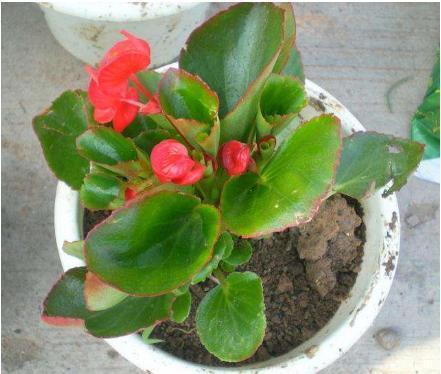 海棠花开花不断,花朵小巧精致,非常好养,被誉为