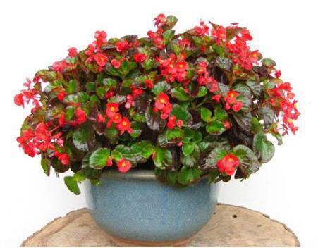 海棠花开花不断,花朵小巧精致,非常好养,被誉为