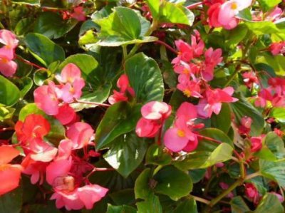 ​海棠花开花不断，花朵小巧精致，非常好养，被誉为＂开花机器＂